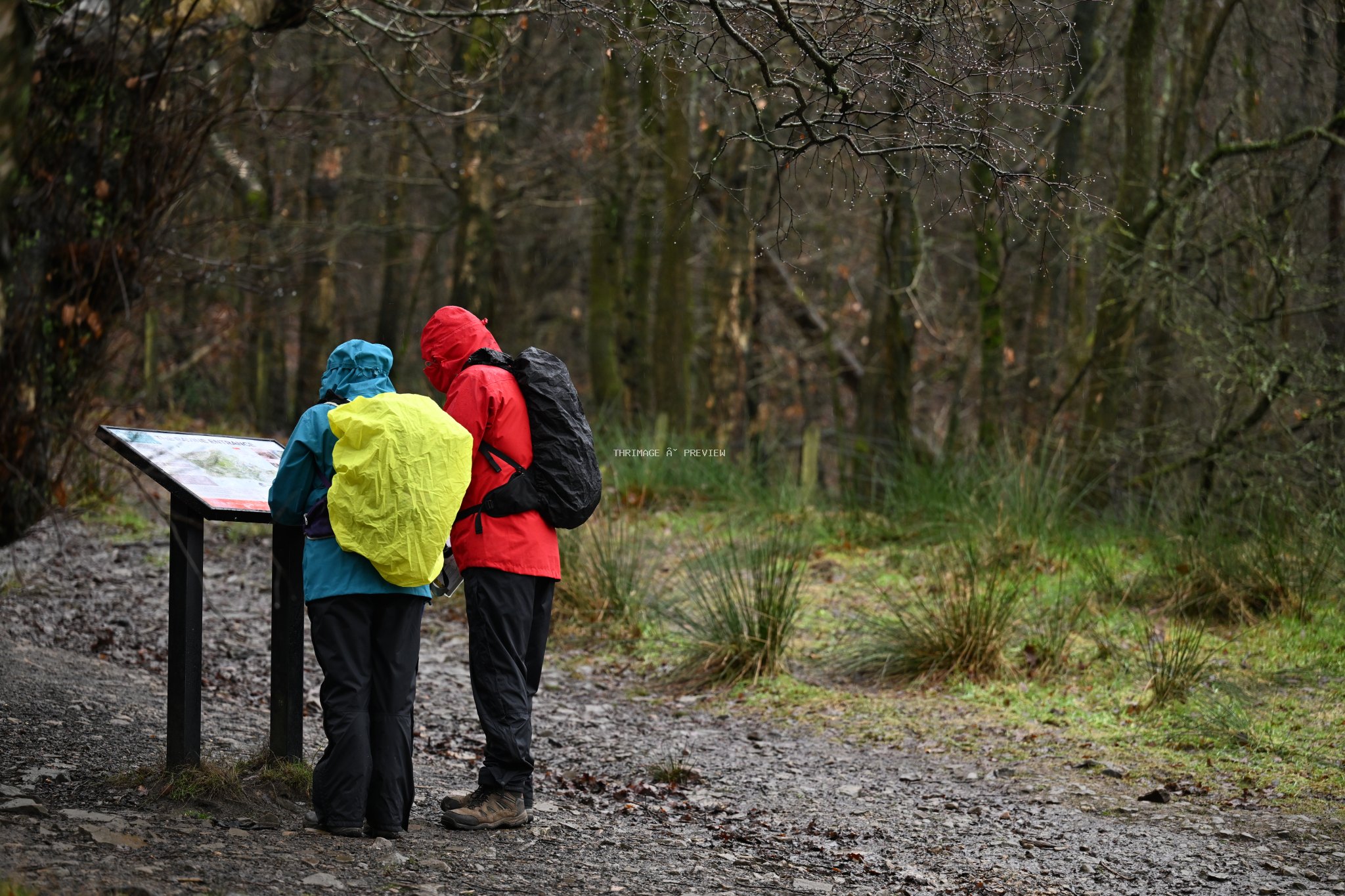 Two hikers in rain jackets examine a trail map beside a muddy path in a wet forest.