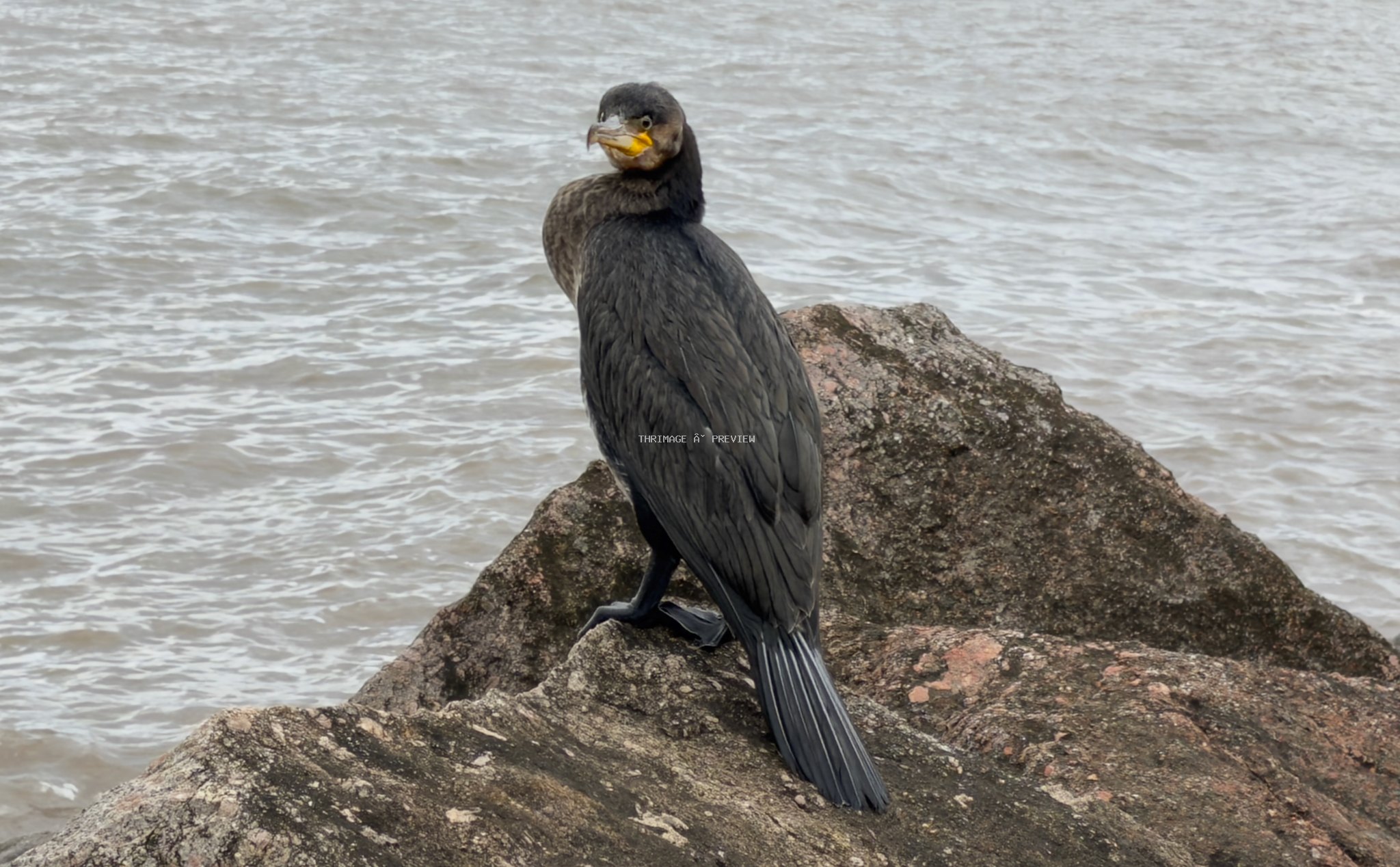 Great cormorant perched on coastal rocks beside the sea