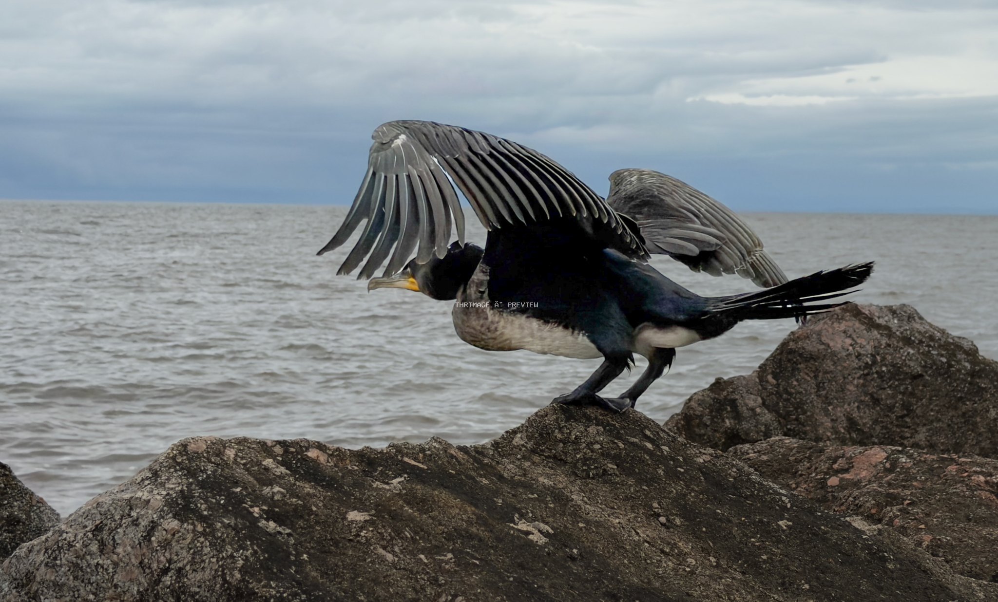 Great cormorant with wings spread while perched on coastal rocks beside the sea