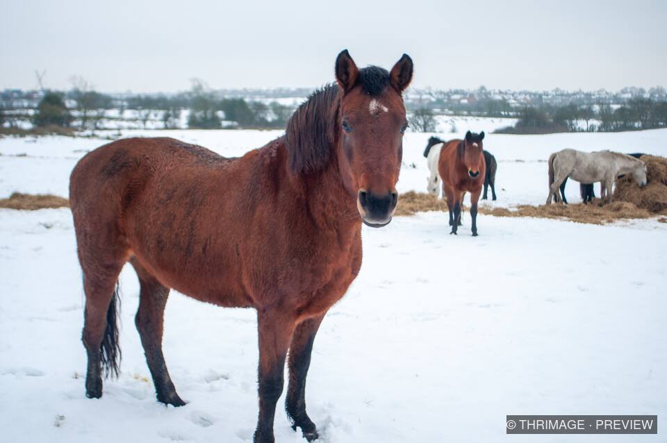 Brown horse standing in snow with other horses behind