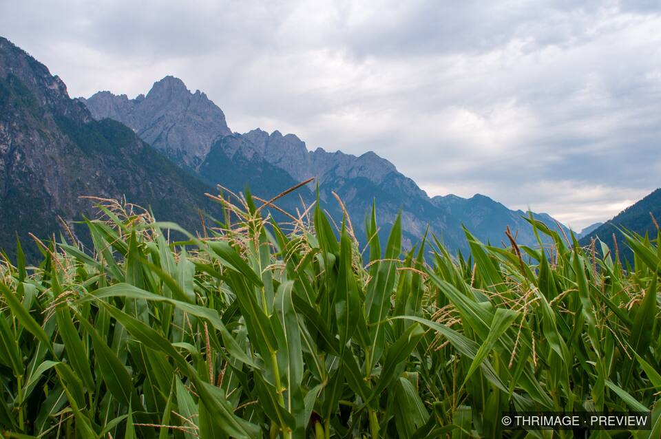 Green cornfield beneath a rugged mountain ridge