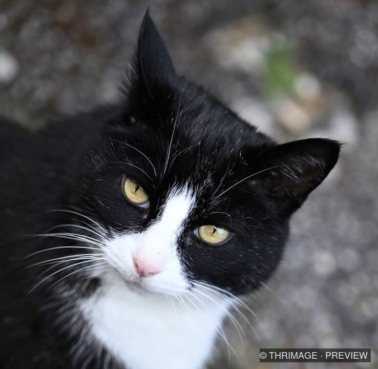 Close portrait of a black and white cat with yellow-green eyes
