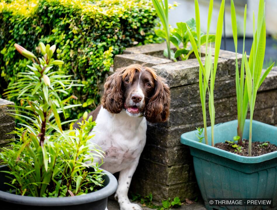 Brown and white spaniel sitting among garden plants