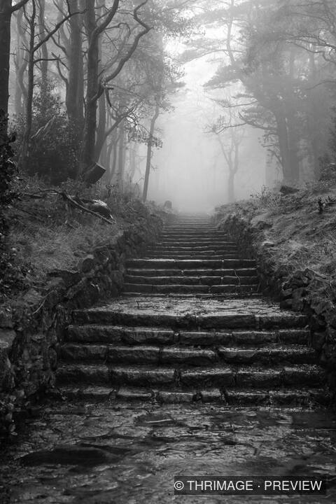 Stone steps disappearing into misty monochrome woodland