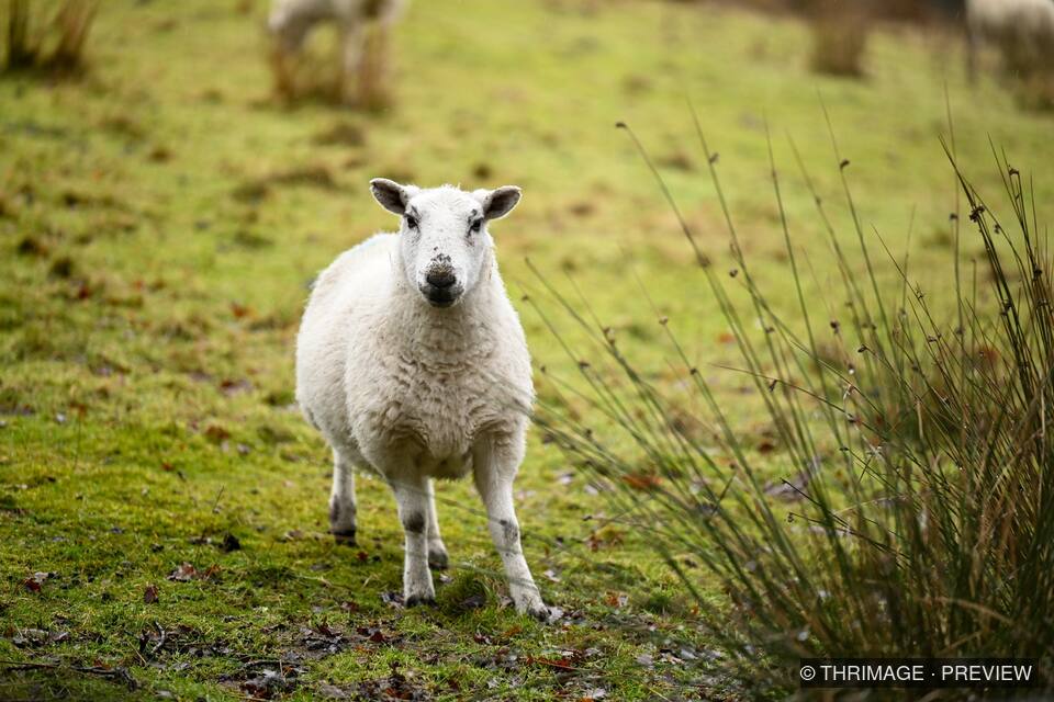White sheep facing the camera on green moorland