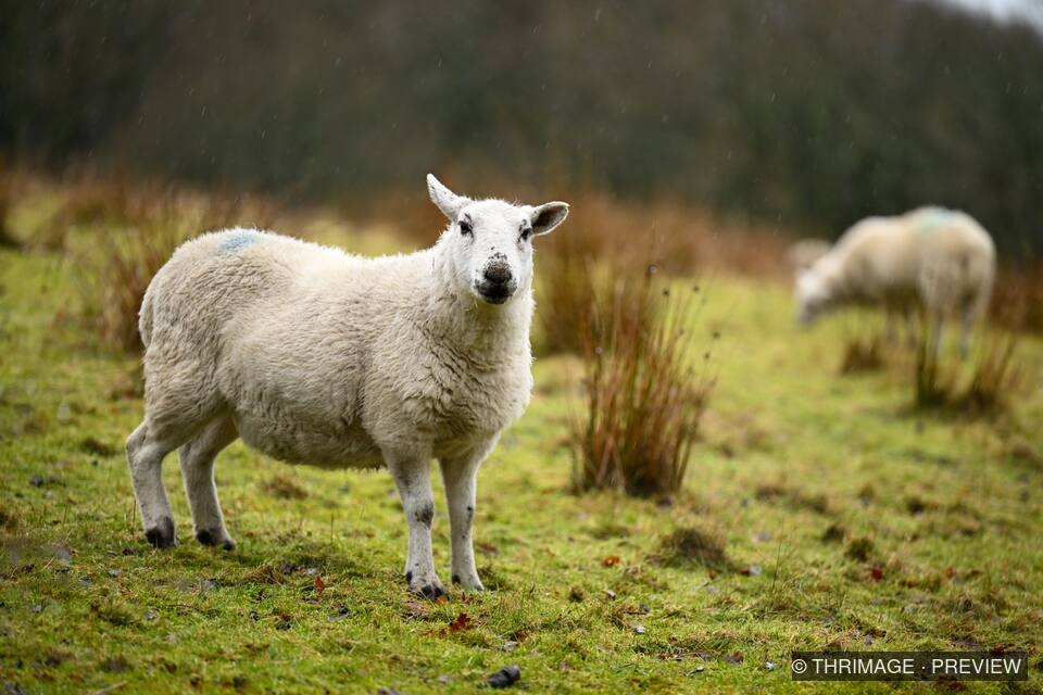White sheep standing in rain on green moorland