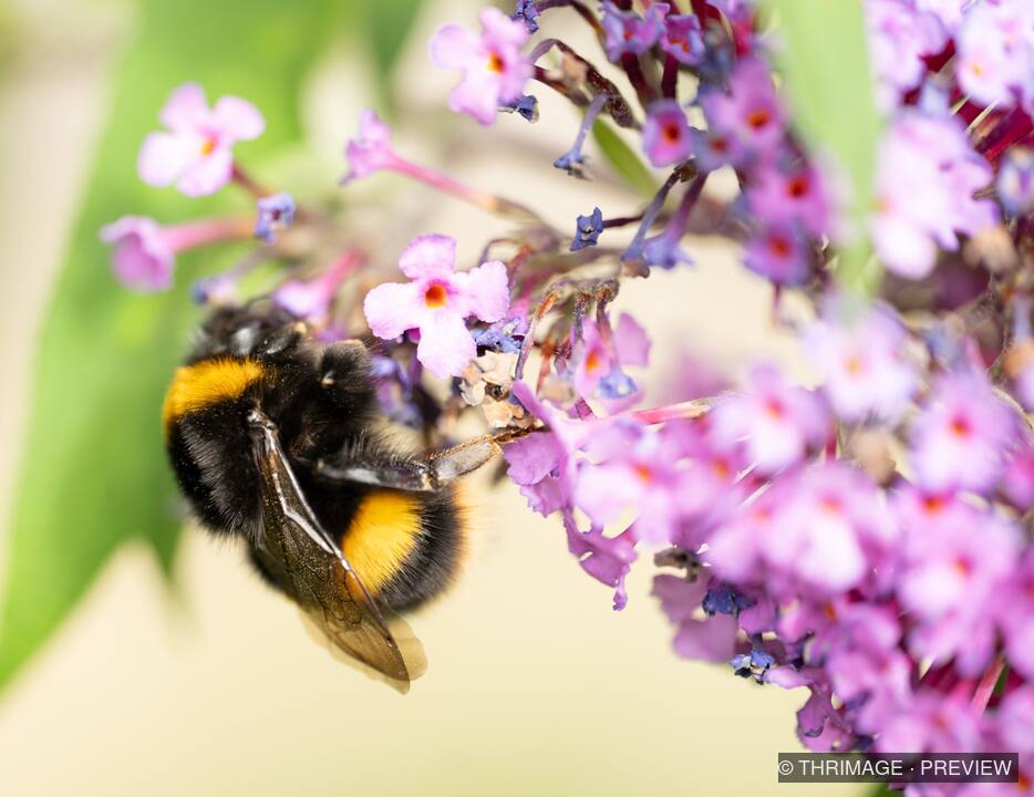 Bumblebee feeding among purple buddleia flowers