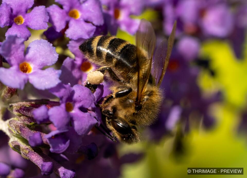 Honey bee gathering pollen on purple buddleia flowers