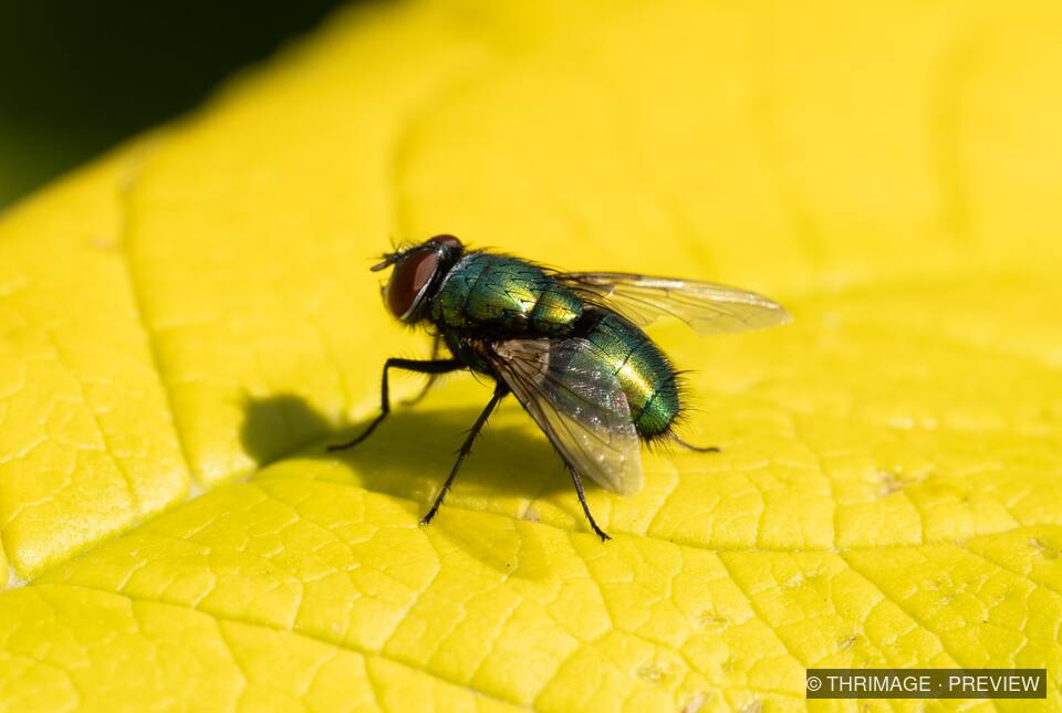 Green bottle fly resting on a bright yellow leaf