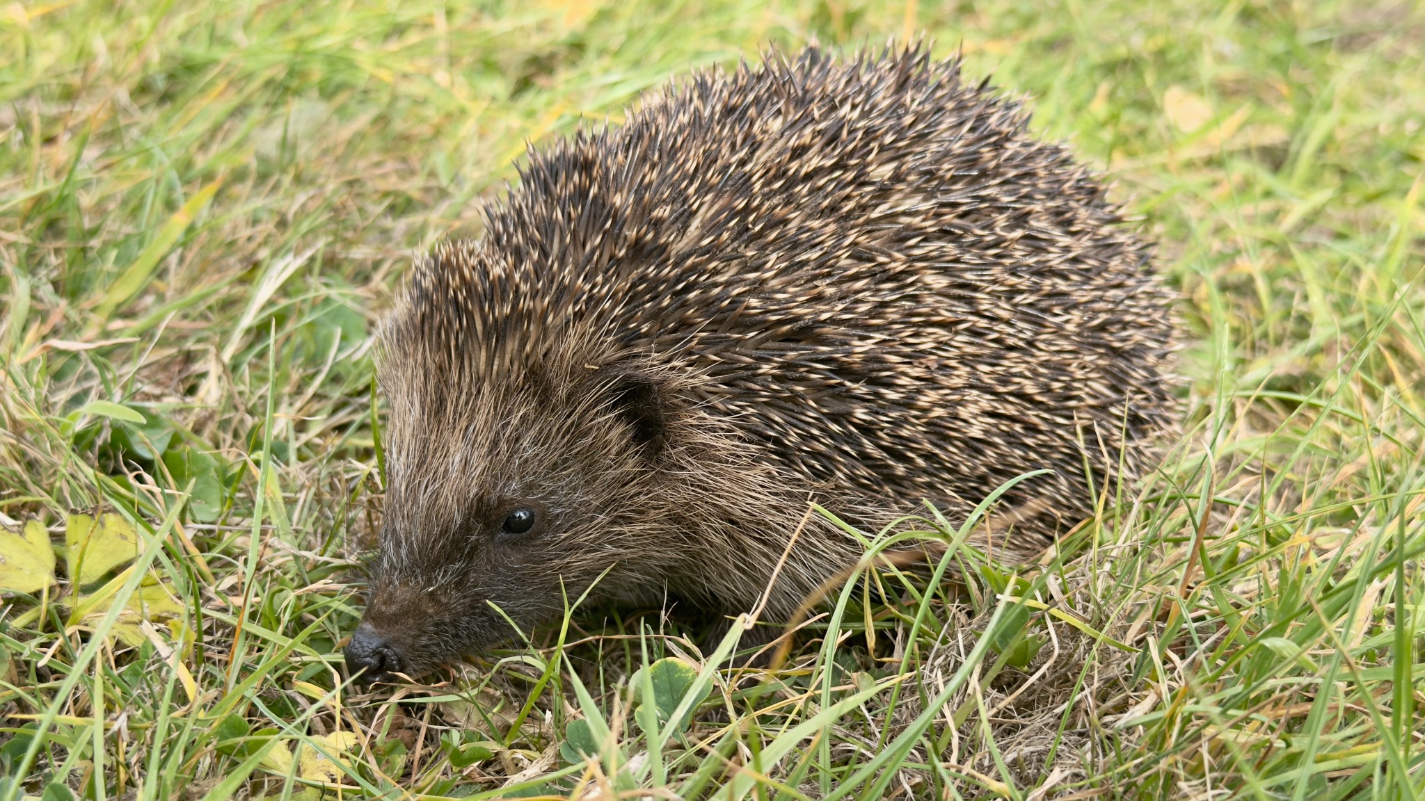 Close-up of a hedgehog moving through grass