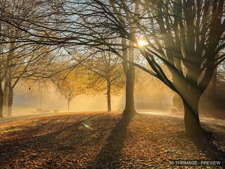 Golden morning sunlight streaming through autumn woodland