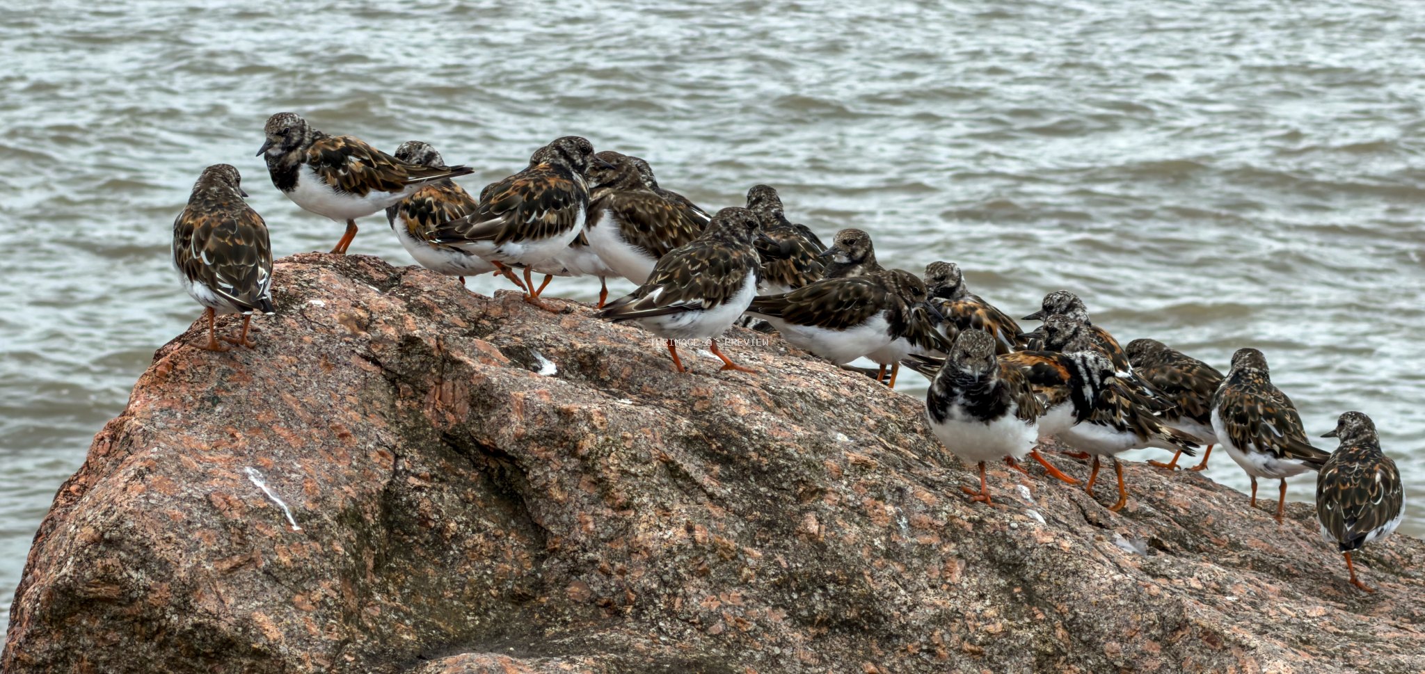 A flock of ruddy turnstones gathered on a large coastal rock beside the sea.