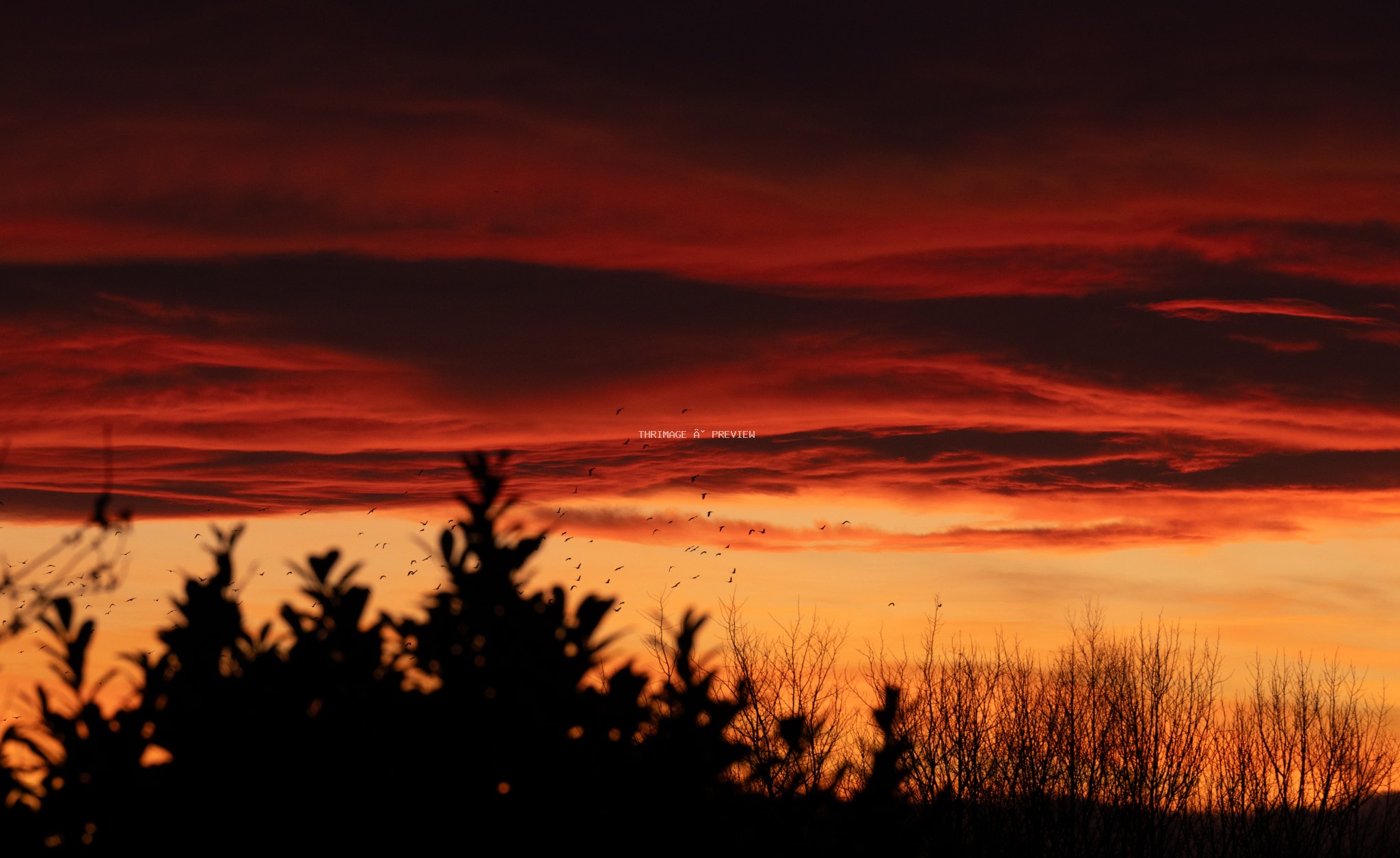 Small birds flying across a red-orange sunset above dark silhouetted vegetation and bare trees.